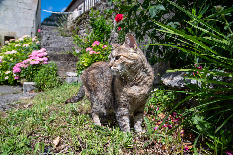 Conoce Casa Txortako Txikia