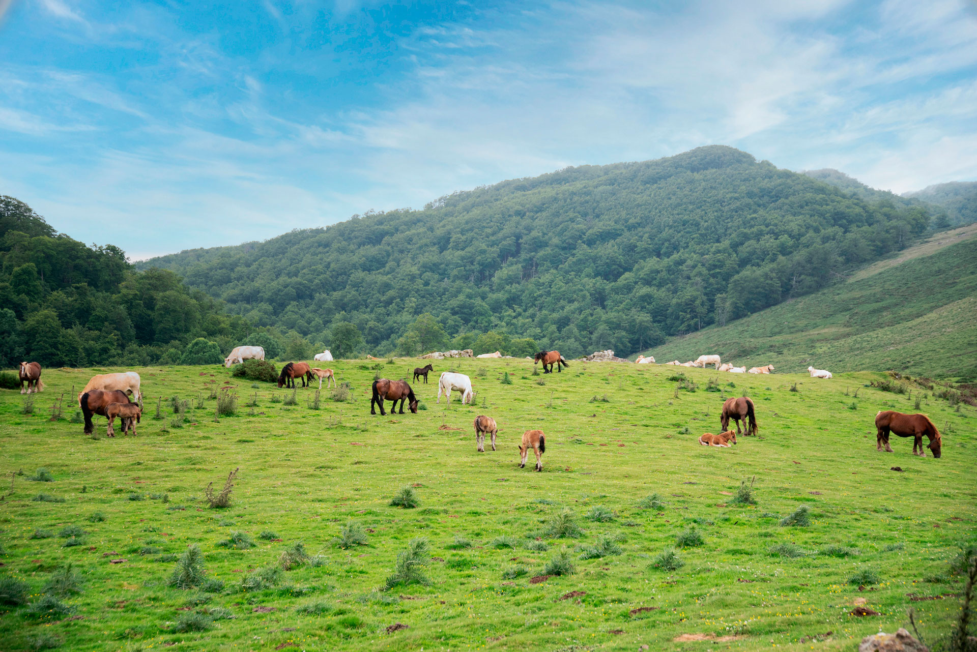 Entorno Selva de Irati